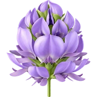 Цвят на бабчи, Psoralea corylifolia