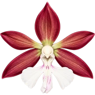 Орхидея Calanthe discolor